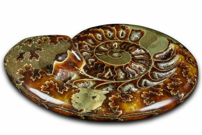 Polished Fossil Ammonite Dish - Madagascar #361375